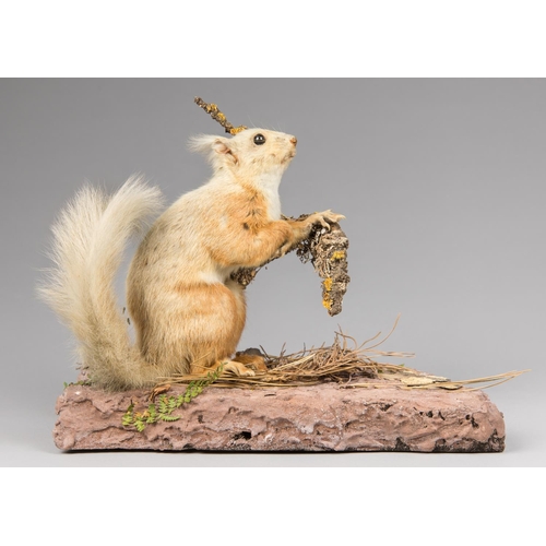 55 - A LATE 19TH CENTURY TAXIDERMY RED SQUIRREL UPON A NATURALISTIC BASE. 
E. Anglia. Said to be by TE Gu... 