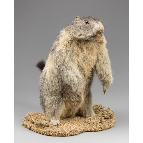 55a - A LATE 20TH CENTURY TAXIDERMY ALPINE MARMOT UPON A NATURALISTIC BASE.  (h 38cm x w 30cm x d 33cm)