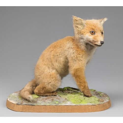 56 - A LATE 20TH CENTURY TAXIDERMY FOX CUB UPON A NATURALISTIC BASE. (h 30cm x w 34cm x d 18cm)