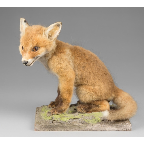 56a - A LATE 20TH CENTURY TAXIDERMY FOX CUB UPON A NATURALISTIC BASE.  (h 29cm x w 31cm x d 20cm)