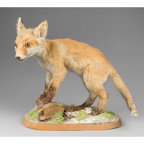 57 - A LATE 20TH CENTURY TAXIDERMY FOX CUB UPON A NATURALISTIC BASE.  (h 37cm x w 42cm x d 22cm)