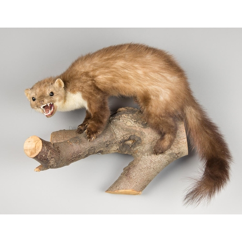 57a - A LATE 20TH CENTURY TAXIDERMY PINE MARTEN UPON A NATURALISTIC BASE (h 41cm x w 42cm x d 24cm).