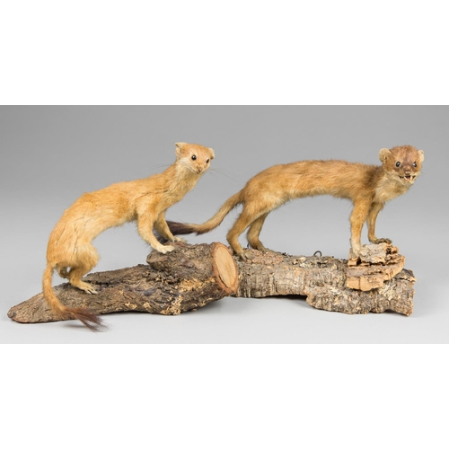 58a - A PAIR OF 20TH CENTURY TAXIDERMY STOATS UPON NATURALISTIC BASES. The largest (w 34cm).