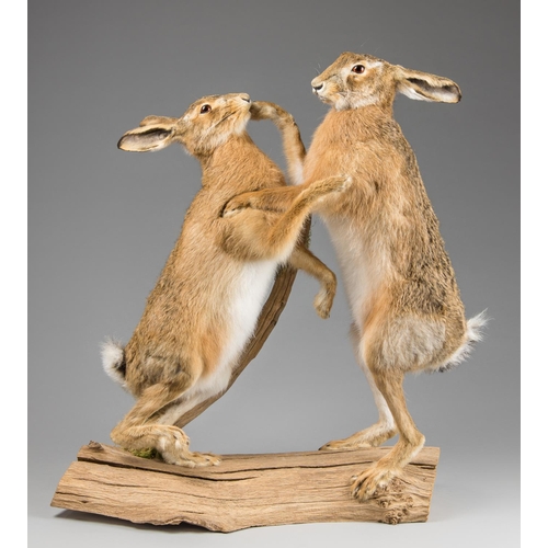 59 - A PAIR OF MODERN TAXIDERMY BOXING HARES UPON A NATURALISTIC BASE. (h 74cm x w 70cm x d 25cm)