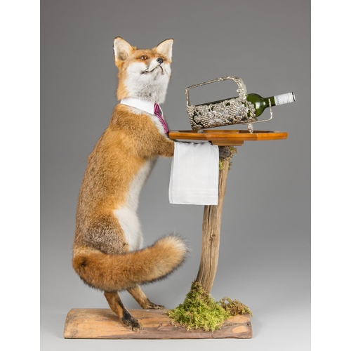 59a - A MODERN WHIMSICAL TAXIDERMY FOX WINE WAITER UPON A NATURALISTIC BASE. (h 93cm x w 70cm x d 37cm)