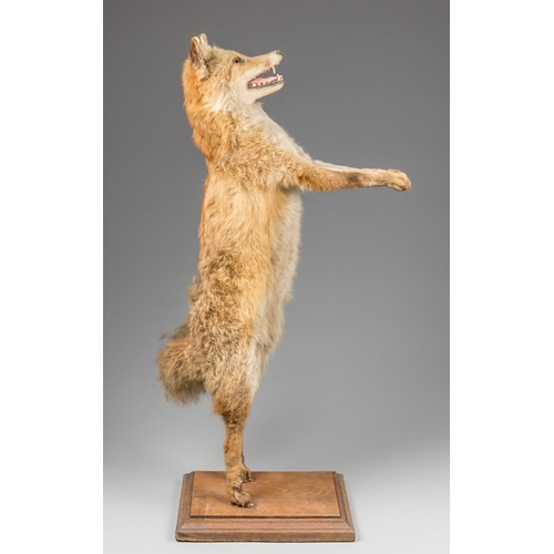 60 - A 20TH CENTURY TAXIDERMY FOX DUMBWAITER. (h 101cm x w 44cm x d 22cm)