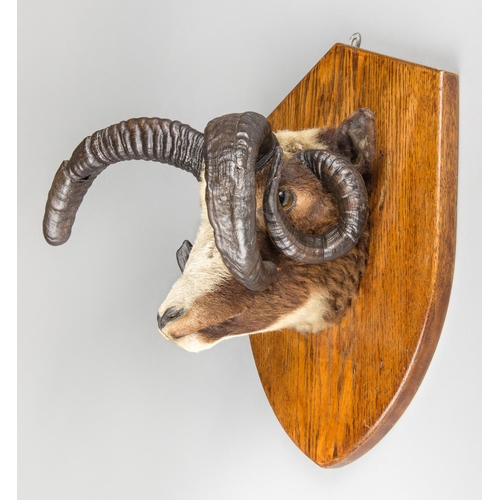 644 - J. W QUATREMAIN, A TAXIDERMY JACOBS RAM HEAD, CIRCA 1900.
A curious example of a Jacobs ram head, be... 