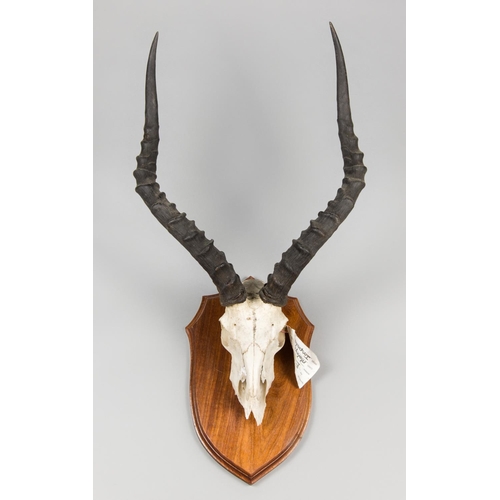 665 - A LATE 20TH CENTURY IMPALA UPPER SKULL AND HORNS UPON SHIELD.
(h 71cm x w 37cm x d 34cm)