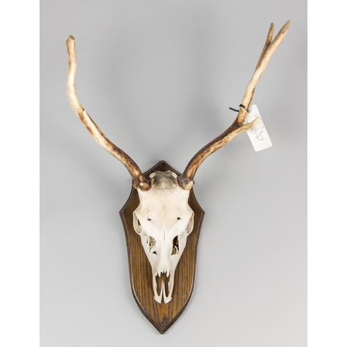 666 - A LATE 20TH CENTURY FALLOW DEER UPPER SKULL AND ANTLERS UPON SHIELD.
(h 70cm x w 46cm x d 27cm)