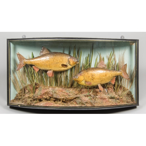 689 - J COOPER & SONS, A LATE 19TH/EARLY 20TH CENTURY PAIR OF TAXIDERMY ROACH IN A BOW FRONT GLAZED CASE.
... 