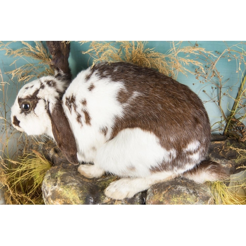 701 - HUTCHINSON OF DERBY, AN UNUSUAL EARLY 20TH CENTURY TAXIDERMY DIORAMA OF A PAIR OF VERY LARGE DALMATI... 