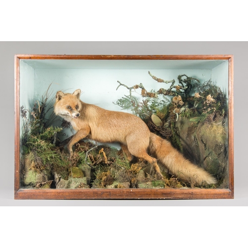 702 - JAMES GARDNER, A LARGE AND IMPRESSIVE LATE 19TH/EARLY 20TH CENTURY TAXIDERMY FOX IN A GLAZED CASE WI... 