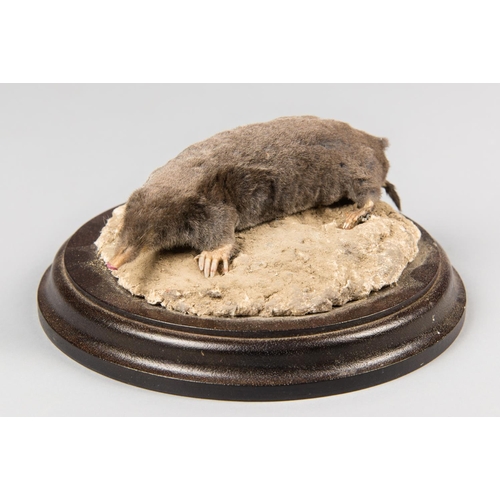 710 - A 20TH CENTURY TAXIDERMY MOLE UPON A NATURALISTIC BASE.
(w 15.5cm)