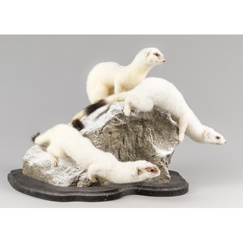 711 - A MODERN TAXIDERMY STUDY OF A TRIO OF ERMINE STOATS UPON A NATURALISTIC ROCK SCENE.
(h 32cm x w 49cm... 