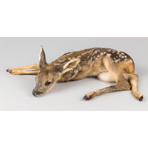 712 - A MODERN TAXIDERMY STUDY OF A ROE DEER FAWN IN A RECUMBENT POSE.
(h 12cm x w 53cm x d 38cm)