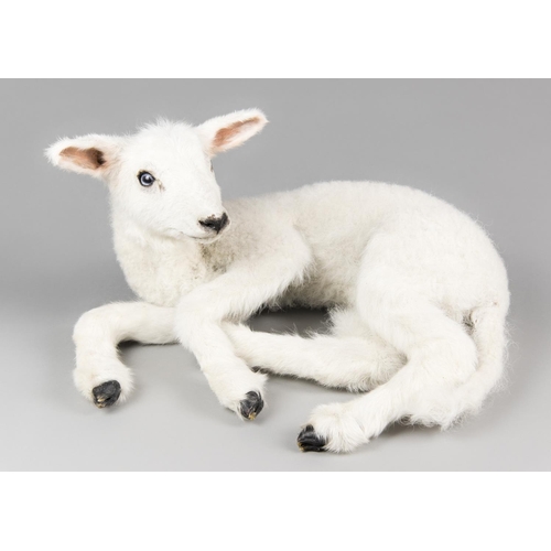 713 - A MODERN TAXIDERMY STUDY OF A LAMB.
(h 19cm x w 38cm x d 35cm)