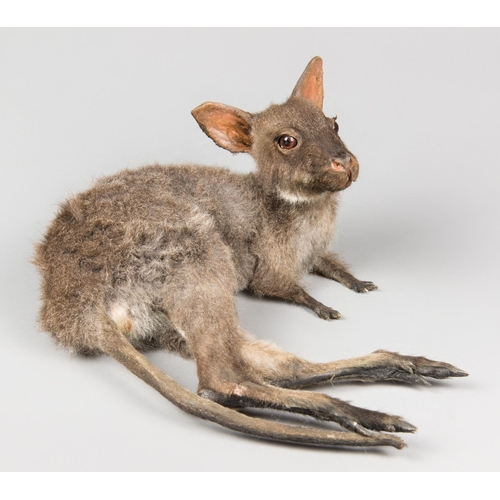 714 - A LATE 20TH CENTURY TAXIDERMY STUDY OF A BABY WALLABY.
(h 15cm x w 27cm x d 33cm)