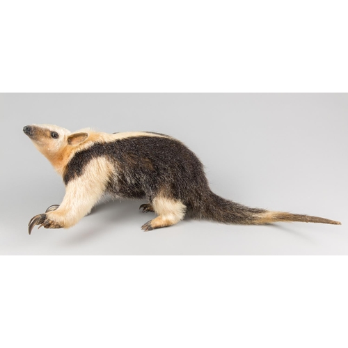 715 - A LATE 20TH CENTURY TAXIDERMY STUDY OF A TAMANDUA.
(h 24cm x w 64cm x d 25cm)