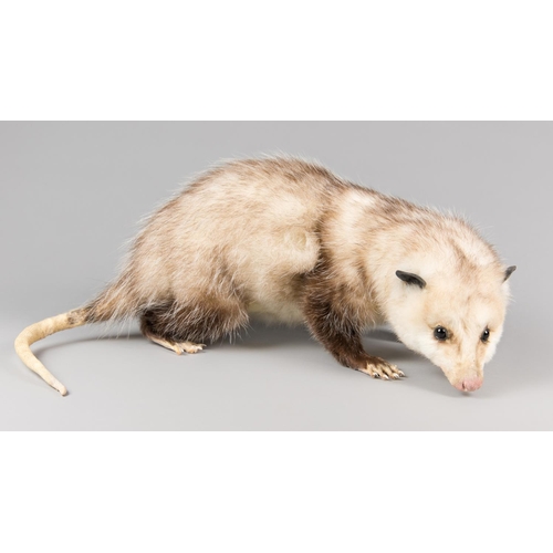 716 - A LATE 20TH TAXIDERMY STUDY OF A OPOSSUM.
(h 21cm x w 46cm x d 38cm)