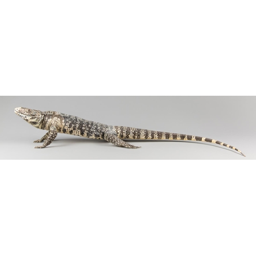 717 - AN IMPRESSIVE LATE 20TH CENTURY TAXIDERMY STUDY OF A TEGU.
(h 17cm x w 19cm x d 43cm)