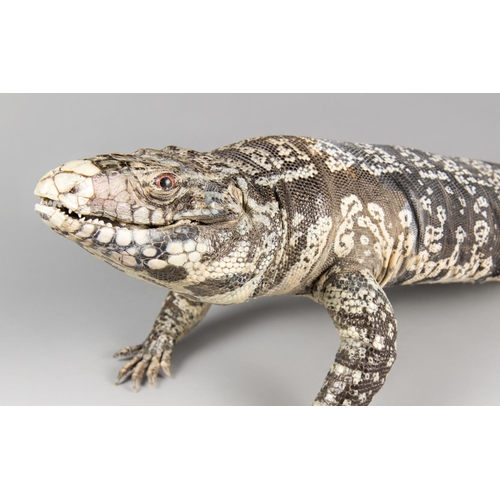 717 - AN IMPRESSIVE LATE 20TH CENTURY TAXIDERMY STUDY OF A TEGU.
(h 17cm x w 19cm x d 43cm)