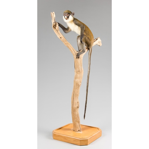 720 - A LATE 20TH CENTURY TAXIDERMY STUDY OF A LESSER SPOT-NOSED MONKEY UPON A NATURALISTIC BASE.
(h 103cm... 