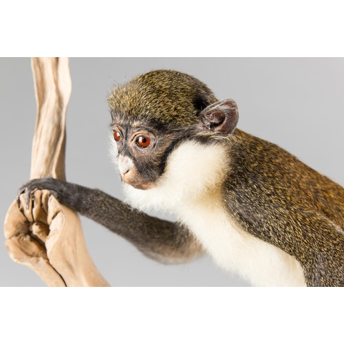 720 - A LATE 20TH CENTURY TAXIDERMY STUDY OF A LESSER SPOT-NOSED MONKEY UPON A NATURALISTIC BASE.
(h 103cm... 