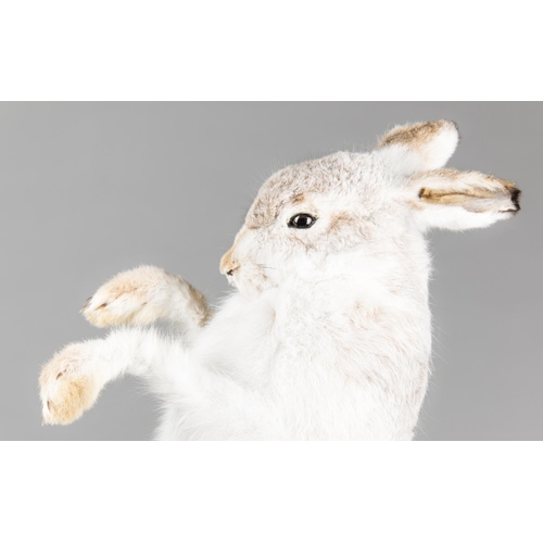 721 - AN IMPRESSIVE MODERN TAXIDERMY STUDY OF A PAIR OF BOXING MOUNTAIN HARES UPON A NATURALISTIC BASE.
(h... 