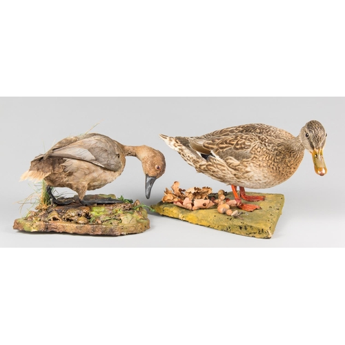 877 - A MID-20TH CENTURY TAXIDERMY PAIR OF DUCKS, COMPRISING OF A POCHARD AND MALLARD UPON NATURALISTIC BA... 