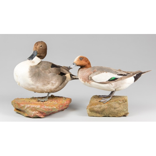 878 - A PAIR OF 20TH CENTURY TAXIDERMY DUCKS, COMPRISING OF A PINTAIL AND WIGEON UPON NATURALISTIC BASES. ... 