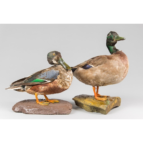 879 - A PAIR OF MID-20TH CENTURY TAXIDERMY DUCKS, COMPRISING OF A SHOVELER AND MALLARD UPON NATURALISTIC B... 