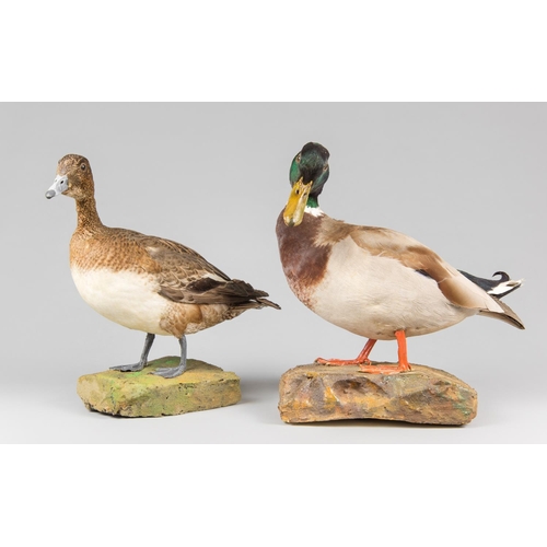 880 - A PAIR OF EARLY 20TH CENTURY TAXIDERMY DUCKS, COMPRISING OF A WIGEON AND MALLARD UPON NATURALISTIC B... 