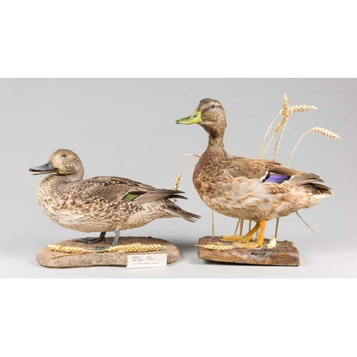 881 - A PAIR OF 20TH CENTURY TAXIDERMY DUCKS, COMPRISING OF A PINTAIL AND MALLARD UPON NATURALISTIC BASES.... 