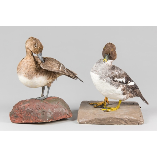 882 - A PAIR OF 20TH CENTURY TAXIDERMY DUCKS, COMPRISING OF A WIGEON AND GOLDENEYE UPON NATURALISTIC BASES... 