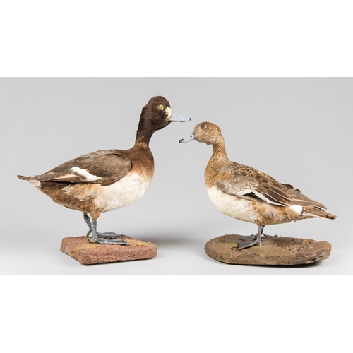 883 - A PAIR OF 20TH CENTURY TAXIDERMY DUCKS, COMPRISING OF A SCAUP AND WIGEON UPON NATURALISTIC BASES. 
L... 