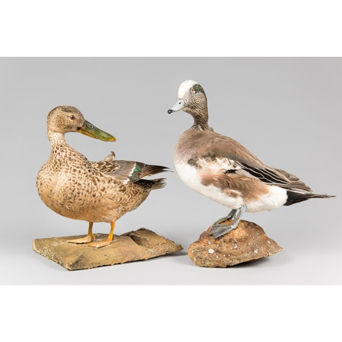 884 - A PAIR OF 20TH CENTURY TAXIDERMY DUCKS, COMPRISING OF A SHOVELER AND AMERICAN WIGEON UPON NATURALIST... 