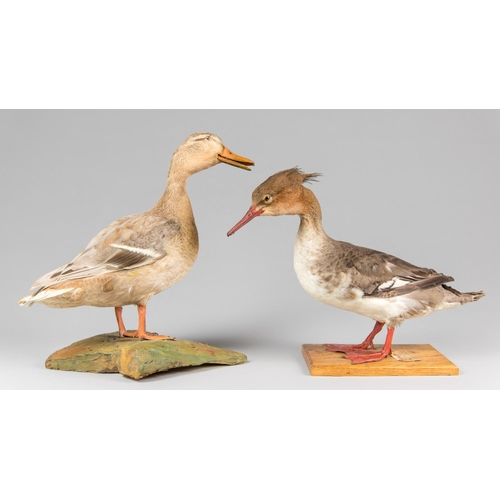 885 - A PAIR OF EARLY 20TH CENTURY TAXIDERMY DUCKS, COMPRISING OF A MALLARD AND RED-BREASTED MERGANSER.
Le... 