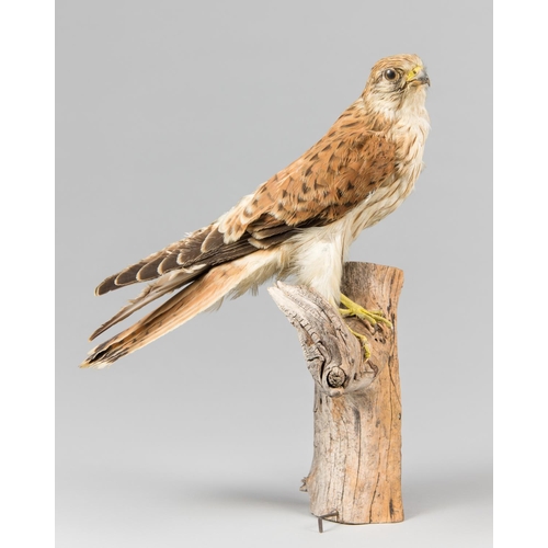 886 - AN EARLY 20TH CENTURY TAXIDERMY KESTREL MOUNTED UPON A STUMP.
Provenance: The James Harrison Collect... 