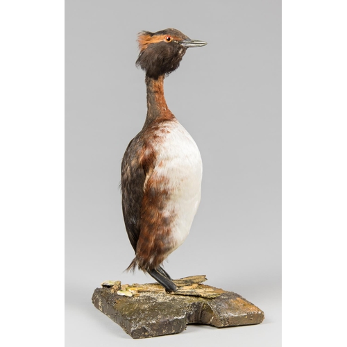 887 - AN EARLY 20TH CENTURY TAXIDERMY SLAVONIAN GREBE UPON A NATURALISTIC BASE.
Provenance: The James Harr... 