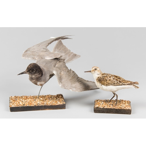 888 - AN EARLY 20TH CENTURY TAXIDERMY BLACK TERN AND LITTLE STINT, MOUNTED UPON NATURALISTIC BASES.
Left: ... 