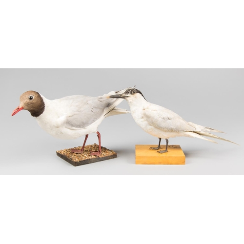 889 - A PAIR OF EARLY 20TH CENTURY TAXIDERMY SEABIRDS, COMPRISING OF A BLACK-HEADED GULL AND SANDWICH TERN... 