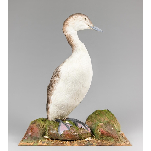 890 - AN EARLY 20TH CENTURY TAXIDERMY GREAT NORTHERN DIVER UPON A NATURALISTIC BASE.
Winter. (h 70cm x w 5... 