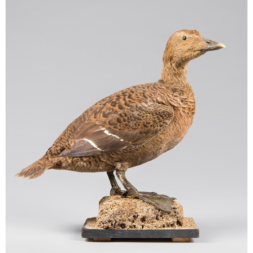 892 - AN EARLY 20TH CENTURY TAXIDERMY EIDER UPON A NATURALISTIC BASE.
Female, adult, 25 January 1938, Rye ... 