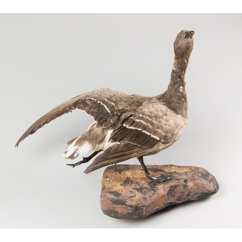 893 - AN EARLY 20TH CENTURY TAXIDERMY BRENT GOOSE UPON A NATURALISTIC BASE.
Female, Chetney, Lincolnshire.... 