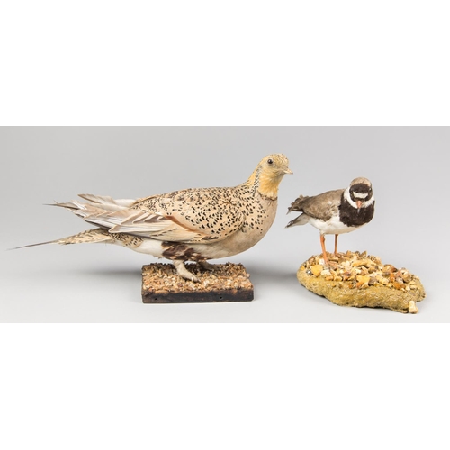 894 - AN EARLY 20TH CENTURY TAXIDERMY PALLAS'S SANDGROUSE AND RINGED PLOVER UPON NATURALISTIC BASES.
Palla... 