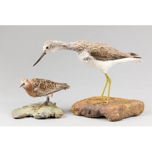 895 - A PAIR OF EARLY 20TH CENTURY TAXIDERMY WADER BIRDS UPON NATURALISTIC BASES.
Left: Curlew sandpiper, ... 