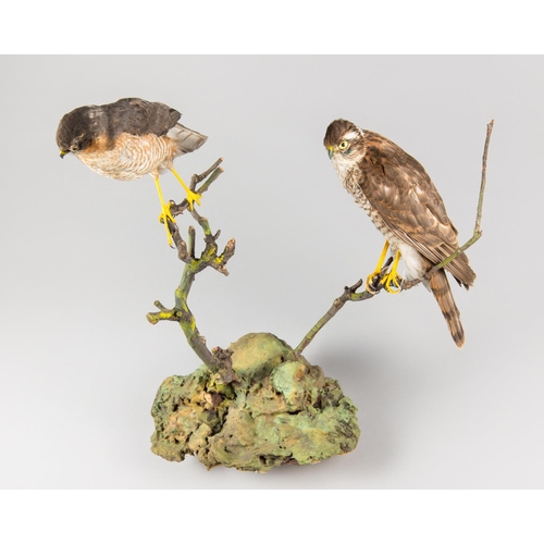 896 - AN EARLY 20TH CENTURY TAXIDERMY PAIR OF SPARROWHAWKS UPON A NATURALISTIC BASE.
24 December 1931, Sho... 