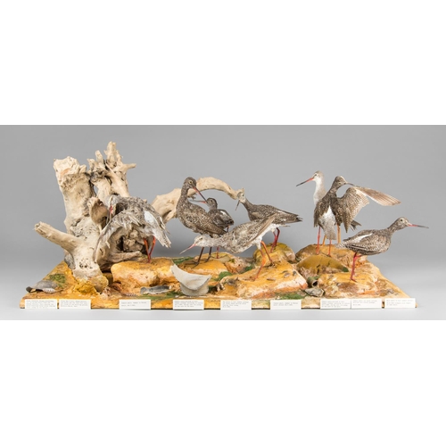 897 - A LARGE MID-20TH CENTURY TAXIDERMY DIORAMA OF REDSHANKS.
Provenance: The James Harrison Collection o... 