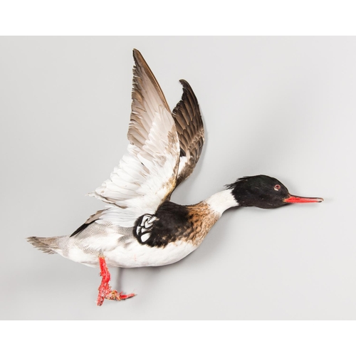 898 - AN EARLY 20TH CENTURY TAXIDERMY RED-BREASTED MERGANSER IN FLIGHT.
Provenance: The James Harrison Col... 