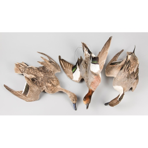 899 - AN EARLY 20TH CENTURY TAXIDERMY GROUP OF DUCKS IN FLIGHT.
Left: Pintail female, Middle: Wigeon male,... 